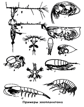 Зоопланктон примеры. Зоопланктон. Зоопланктон рисунок. Стадии развития зоопланктона.