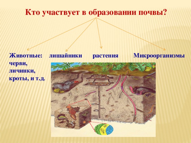 Роль дождевых червей в почвообразовании презентация